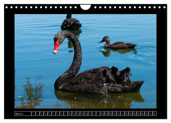 Produktbild: V&ouml;gel von "Down Under" Australien (Wandkalender 2027 DIN A4 quer), CALVENDO Monatskalender