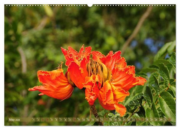 Produktbild: The Paradise of Hawaii (High Quality Premium Wall Calendar 2026 DIN A2 landscape),CALVENDO 12 Month Wall Calendar