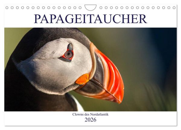 Produktbild: Papageitaucher: Clowns des Nordatlantik (Wandkalender 2026 DIN A4 quer), CALVENDO Monatskalender