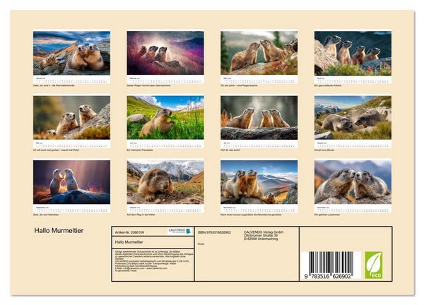 Produktbild: Hallo Murmeltier (Wandkalender 2026 DIN A4 quer), CALVENDO Monatskalender