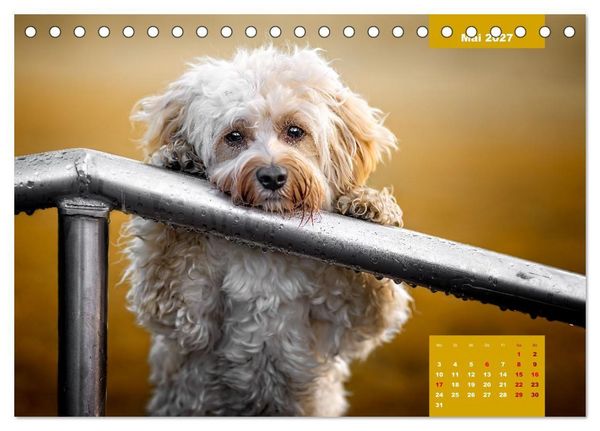 Produktbild: Rocket der Havaneser (Tischkalender 2027 DIN A5 quer), CALVENDO Monatskalender