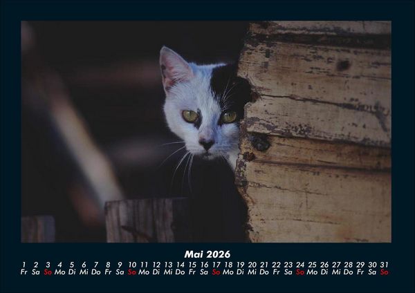 Produktbild: F&uuml;r Katzenfreunde 2026 Fotokalender DIN A4