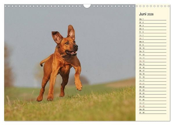 Produktbild: Rhodesian Ridgeback 2026 (Wandkalender 2026 DIN A3 quer), CALVENDO Monatskalender