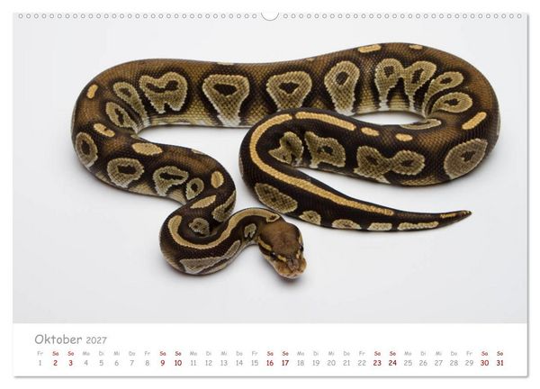 Produktbild: K&ouml;nigspythons - bunte Schlangen (Wandkalender 2027 DIN A2 quer), CALVENDO Monatskalender