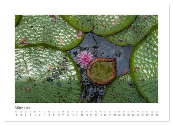 Produktbild: Amazonas, eine Reise entlang seiner Ufer (Wandkalender 2026 DIN A2 quer), CALVENDO Monatskalender