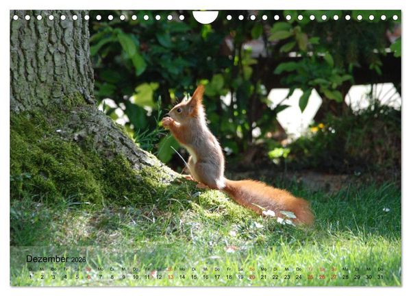 Produktbild: Spa&szlig; mit Eichh&ouml;rnchen-Kindern (Wandkalender 2026 DIN A4 quer), CALVENDO Monatskalender