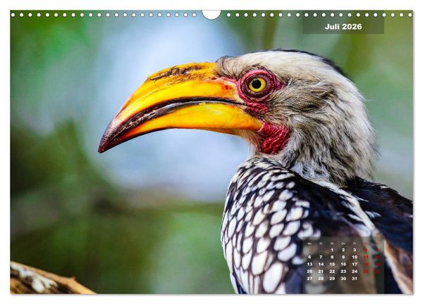 Produktbild: Faszinierende Tierwelt des Kruger National Parks (Wandkalender 2026 DIN A3 quer), CALVENDO Monatskalender