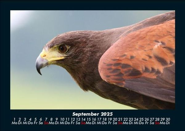 Produktbild: Welt der V&ouml;gel 2025 Fotokalender DIN A5