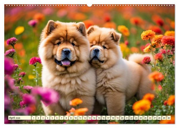 Produktbild: Chow Chow - der L&ouml;wenkopfhund (Wandkalender 2026 DIN A2 quer), CALVENDO Monatskalender