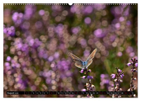 Produktbild: Insekten-Sommer (hochwertiger Premium Wandkalender 2026 DIN A2 quer), Kunstdruck in Hochglanz