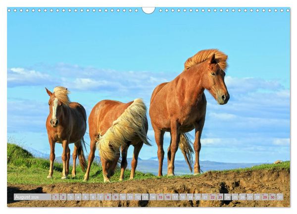 Produktbild: Islandpferde - Die tierischen Stars der Insel (Wandkalender 2026 DIN A3 quer), CALVENDO Monatskalender