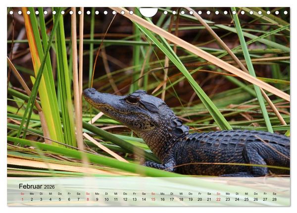 Produktbild: Gro&szlig;e Echsen. Krokodile und Alligatoren (Wandkalender 2026 DIN A4 quer), CALVENDO Monatskalender
