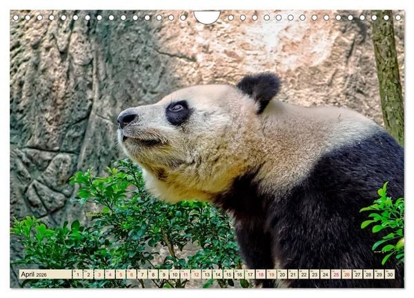 Produktbild: Niedlicher Panda (Wandkalender 2026 DIN A4 quer), CALVENDO Monatskalender