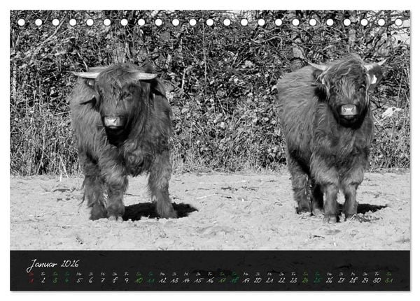 Produktbild: Highland Cattle vom Nordlicht - Faszination Hochland Rind (Tischkalender 2026 DIN A5 quer), CALVENDO Monatskalender