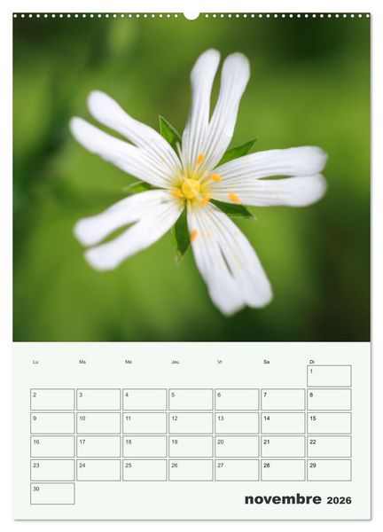 Produktbild: Les fleurs, &eacute;ternelles &eacute;phem&egrave;res (Calendrier mural 2026 DIN A2 horizontal) calendrier de bureau