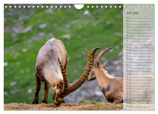 Produktbild: Bergk&ouml;nige - Steinb&ouml;cke im Blickpunkt der Naturforografie (Wandkalender 2026 DIN A4 quer), CALVENDO Monatskalender