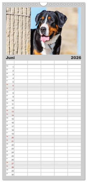 Produktbild: Familienplaner 2026 - Schweizer Sennenhunde - aus den Schweizer Alpen mit 5 Spalten (Wandkalender, 21 x 45 cm) CALVENDO