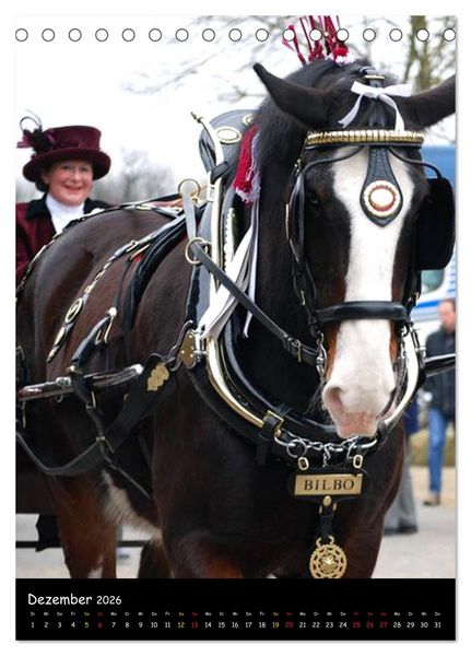 Produktbild: Shire Horse - Geschm&uuml;ckte Riesen (Tischkalender 2026 DIN A5 hoch), CALVENDO Monatskalender