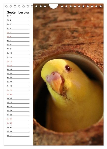 Produktbild: WELLENSITTICHE - S&uuml;&szlig;e Wellis (Wandkalender 2026 DIN A4 hoch), CALVENDO Monatskalender