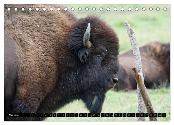 Produktbild: Wisent und Bison (Tischkalender 2026 DIN A5 quer), CALVENDO Monatskalender