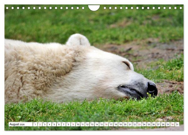 Produktbild: B&auml;ren - Der Eisb&auml;r und der Kamtschatka-Braunb&auml;r (Wandkalender 2026 DIN A4 quer), CALVENDO Monatskalender