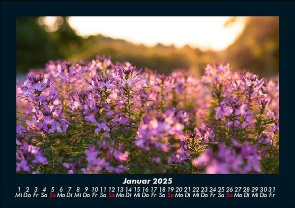Produktbild: Blumenkalender 2025 Fotokalender DIN A5