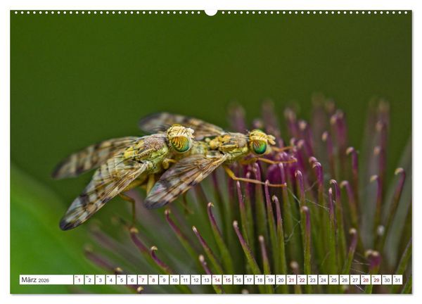 Produktbild: Ungeliebte Sch&ouml;nheiten - die faszinierende Welt unserer heimischen Fliegen (Wandkalender 2026 DIN A2 quer), CALVENDO Monatskalender