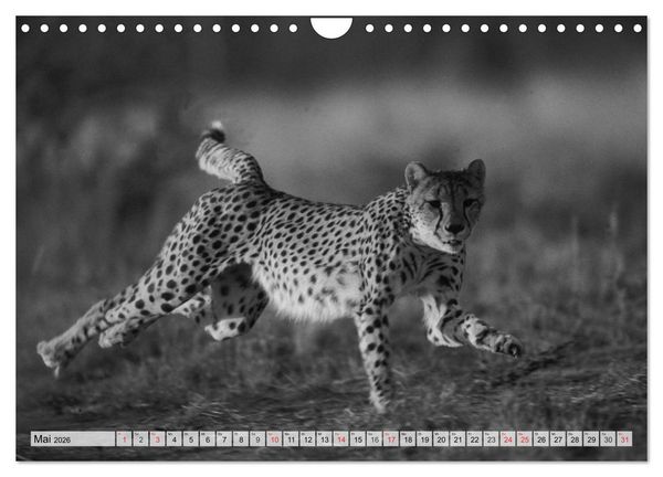 Produktbild: Wilde Tiere in schwarz-wei&szlig; (Wandkalender 2026 DIN A4 quer), CALVENDO Monatskalender
