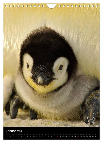 Produktbild: Pinguine - Wackeln im Thermo-Frack (Wandkalender 2026 DIN A4 hoch), CALVENDO Monatskalender