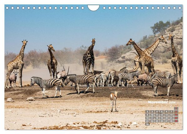 Produktbild: Namibia, Sch&ouml;nheit und Vielfalt (Wandkalender 2026 DIN A4 quer), CALVENDO Monatskalender