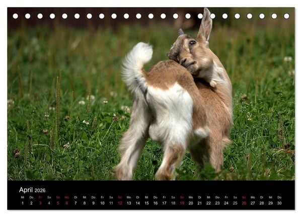 Produktbild: Zwergziegen (Tischkalender 2026 DIN A5 quer), CALVENDO Monatskalender