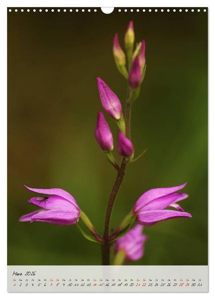 Produktbild: Florale Meisterwerke der Natur (Wandkalender 2026 DIN A3 hoch), CALVENDO Monatskalender
