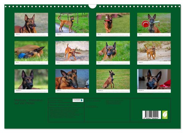 Produktbild: Malinois - Wahnsinn auf vier Pfoten (Wandkalender 2026 DIN A3 quer), CALVENDO Monatskalender