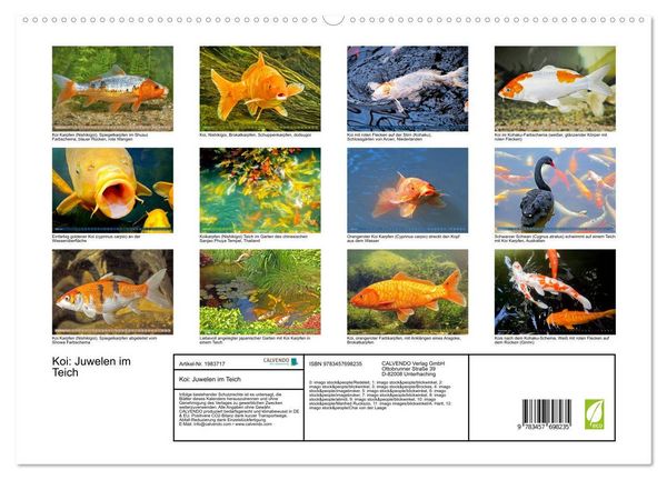 Produktbild: Koi: Juwelen im Teich (Wandkalender 2026 DIN A2 quer), CALVENDO Monatskalender