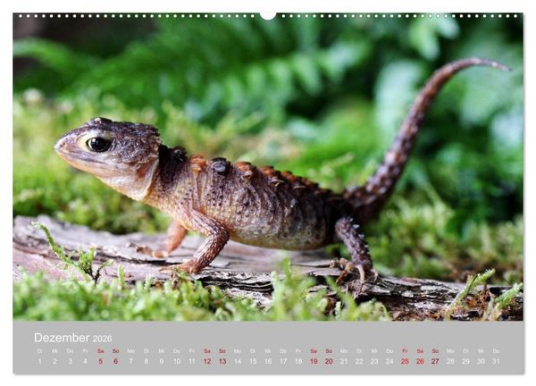 Produktbild: Terrarientiere (hochwertiger Premium Wandkalender 2026 DIN A2 quer), Kunstdruck in Hochglanz