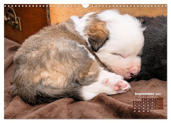 Produktbild: Willkommen auf dieser Welt ihr kleinen Islandhunde (Wandkalender 2027 DIN A3 quer), CALVENDO Monatskalender