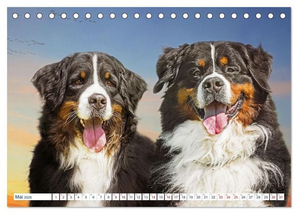 Produktbild: Berner Sennenhund - Ein Traum auf vier Pfoten (Tischkalender 2026 DIN A5 quer), CALVENDO Monatskalender