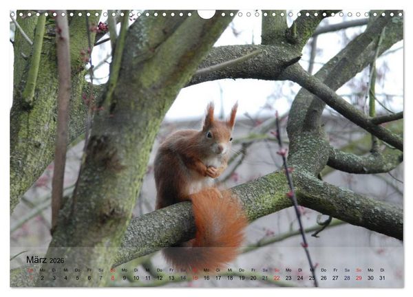 Produktbild: Spa&szlig; mit Eichh&ouml;rnchen! (Wandkalender 2026 DIN A3 quer), CALVENDO Monatskalender