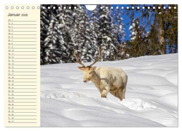 Produktbild: Wir sind die Stars im Wald (Wandkalender 2026 DIN A4 quer), CALVENDO Monatskalender