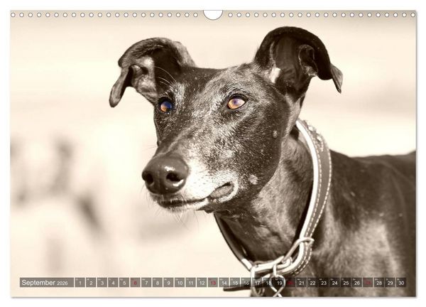 Produktbild: Galgo eye-catcher (Wandkalender 2026 DIN A3 quer), CALVENDO Monatskalender