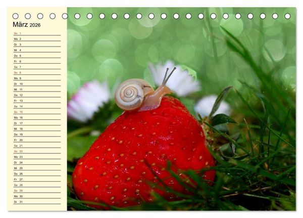 Produktbild: Schnecken. Witzige Schleimer (Tischkalender 2026 DIN A5 quer), CALVENDO Monatskalender