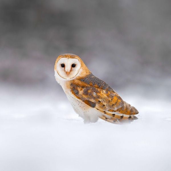 Produktbild: Magic Owls 2027