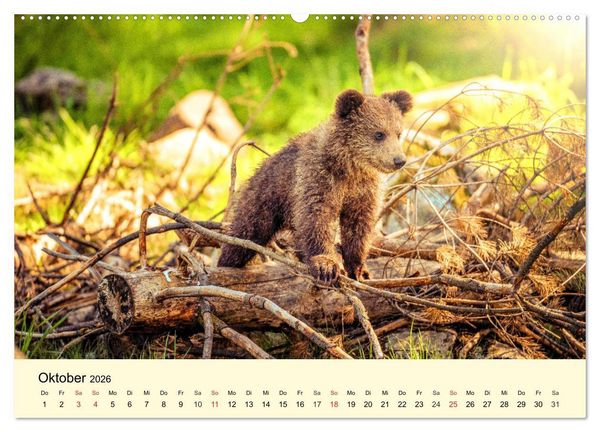 Produktbild: Scheue Wildtiere in heimischen W&auml;ldern und Bergen (hochwertiger Premium Wandkalender 2026 DIN A2 quer), Kunstdruck in Hochglanz