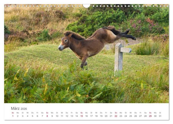 Produktbild: Exmoor Ponnys - Die letzten Ihrer Art (Wandkalender 2026 DIN A3 quer), CALVENDO Monatskalender