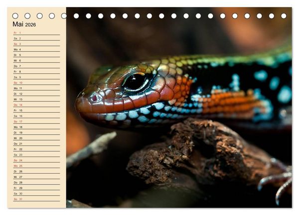 Produktbild: Reptilien. Schlangen, Echsen und Co. (Tischkalender 2026 DIN A5 quer), CALVENDO Monatskalender