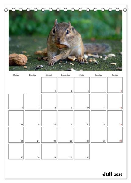 Produktbild: Streifenh&ouml;rnchen - neugierige Nager (Tischkalender 2026 DIN A5 hoch), CALVENDO Monatskalender