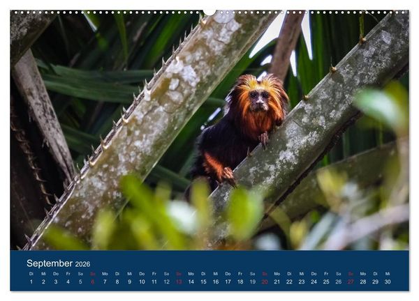 Produktbild: Brasilien tierisch gut 2026 (hochwertiger Premium Wandkalender 2026 DIN A2 quer), Kunstdruck in Hochglanz