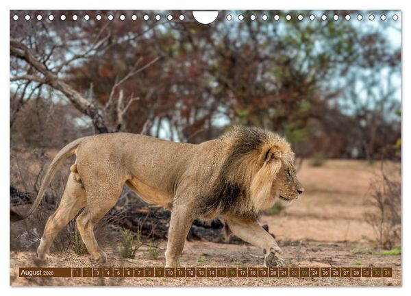 Produktbild: Lions of Southern Africa (Wall Calendar 2026 DIN A4 landscape), CALVENDO 12 Month Wall Calendar