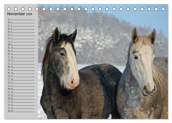 Produktbild: Das Shire Horse. Impressionen (Tischkalender 2026 DIN A5 quer), CALVENDO Monatskalender