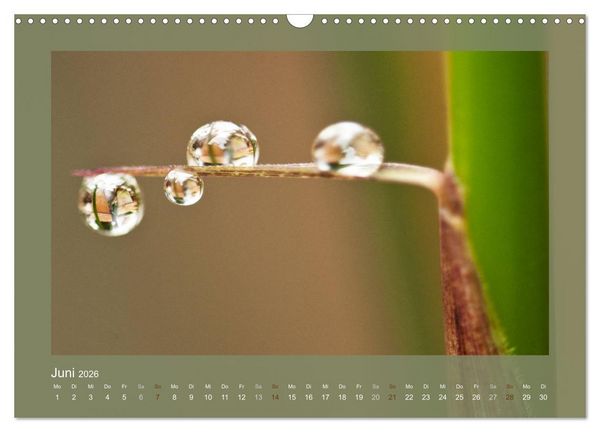 Produktbild: Bambus (Wandkalender 2026 DIN A3 quer), CALVENDO Monatskalender